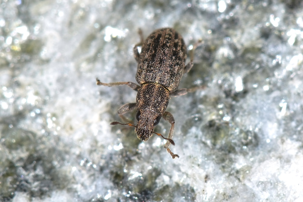 Sitona sulcifrons ssp. argutulus - Curculionidae